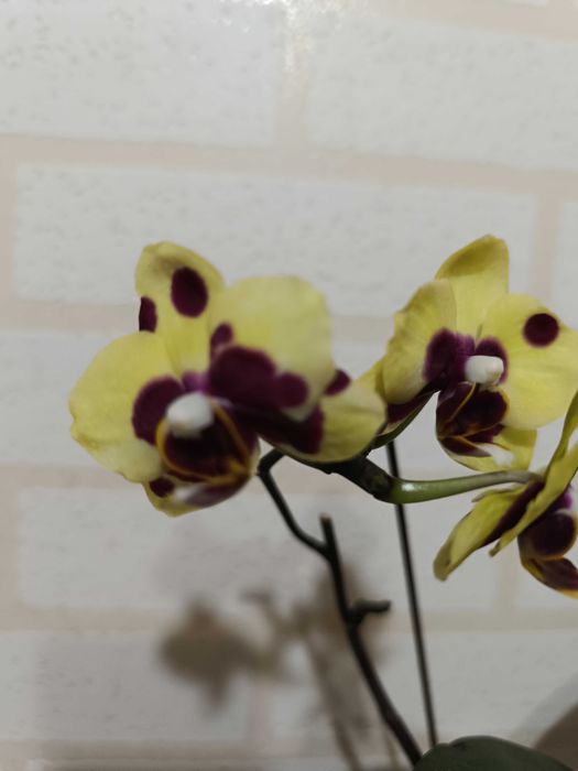 Орхидея фаленопсис