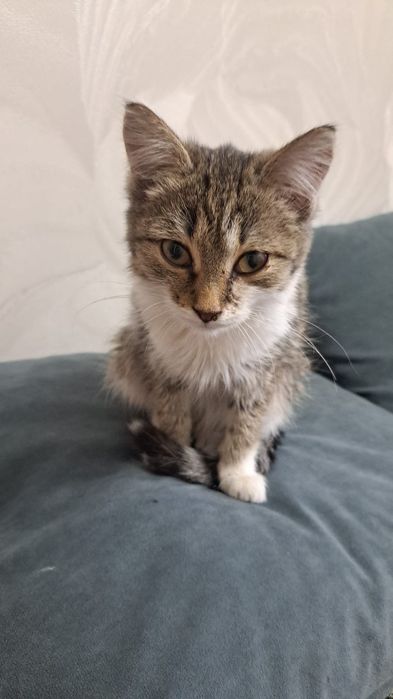 Отдам котёнка-подкидыша в добрые руки