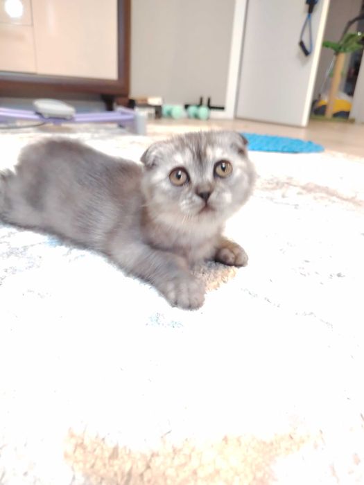 Шотландская вислоухая кошечка