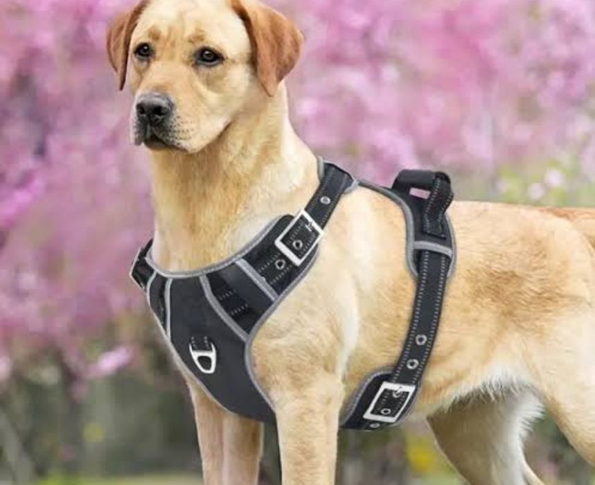 Ошейник шлейка для собак