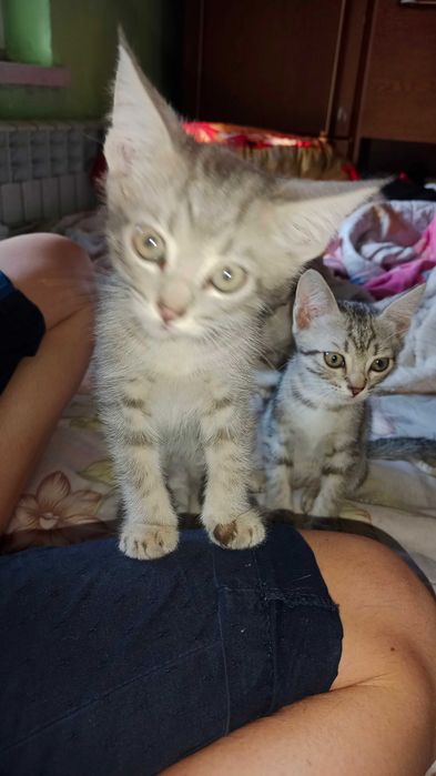 Отдам котёнка. Котята. Даром