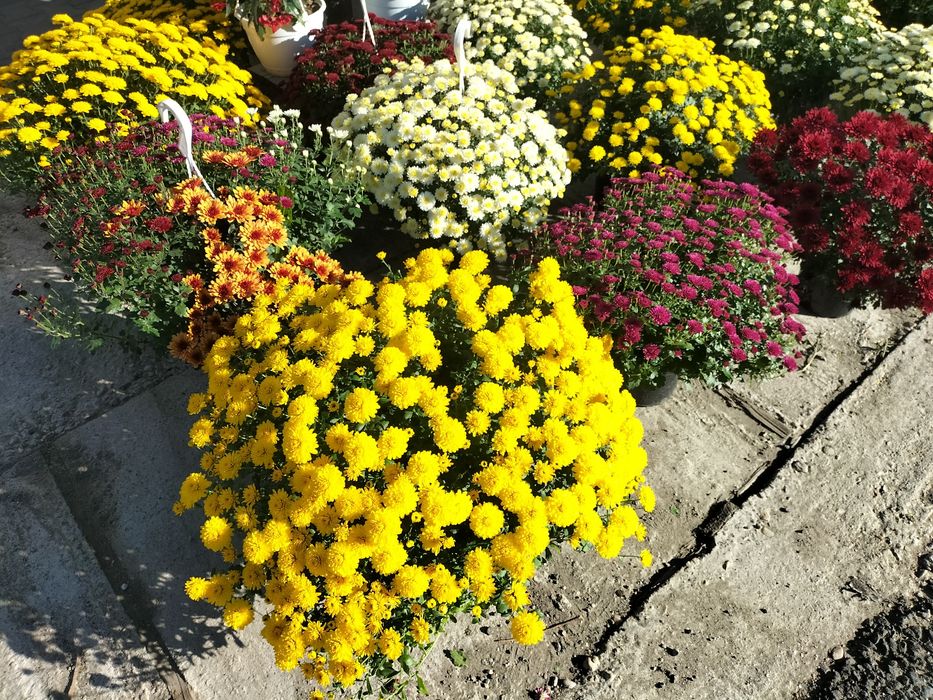 Vând crizanteme multiflora