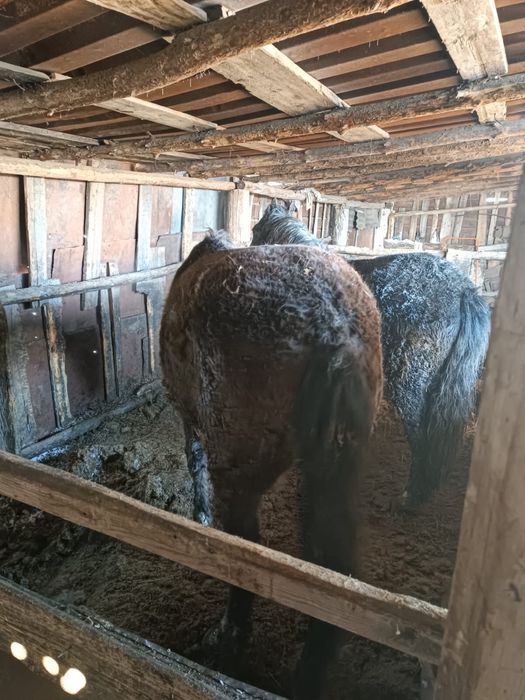 Продам 2 тая на откорме