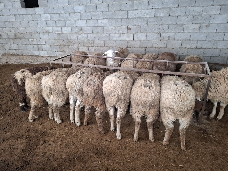 Бараны кой токты