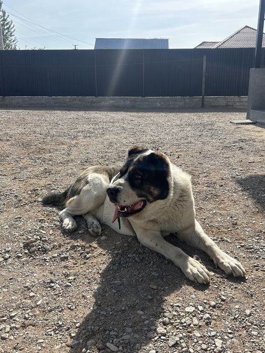 Продам алабай девочка 3 года тяж