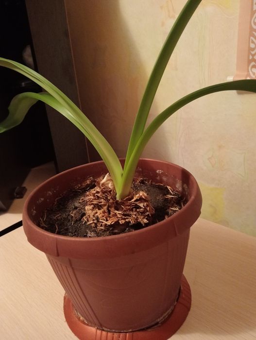 Продам комнатный цветок