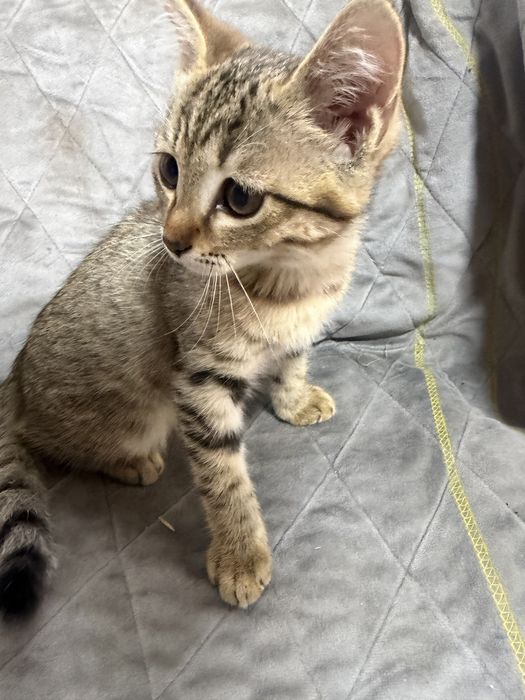 Котенок мальчик 2 мес