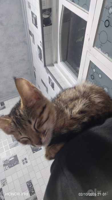 Котенок. Отдам даром.