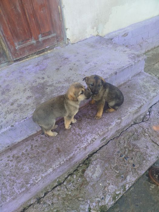 Kuchuklar 2 kalasi 15 ming