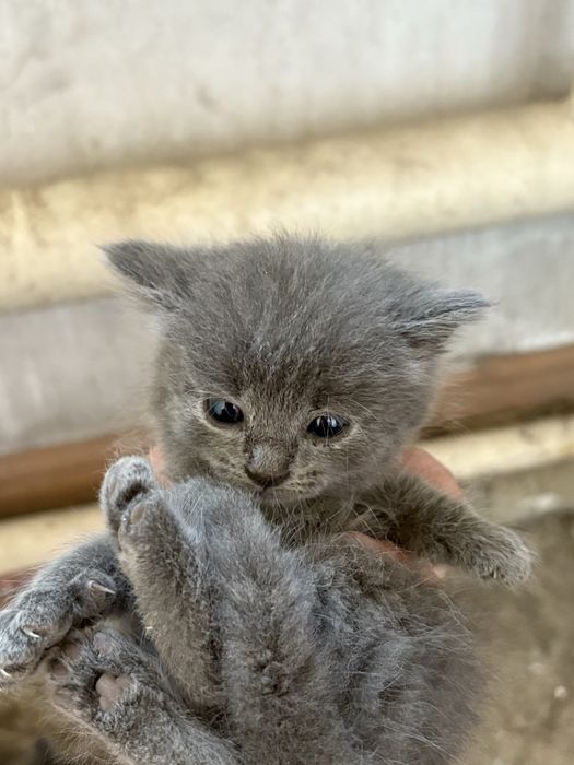 Отдам котят в добрые руки.