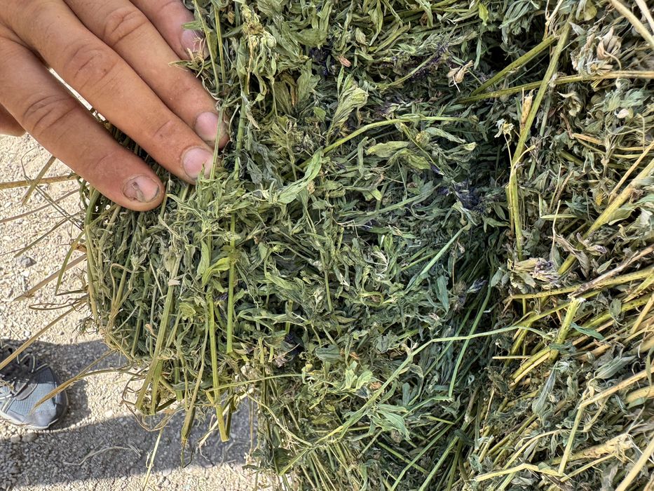 Baloti rotunzi lucerna coasa 2 si 3