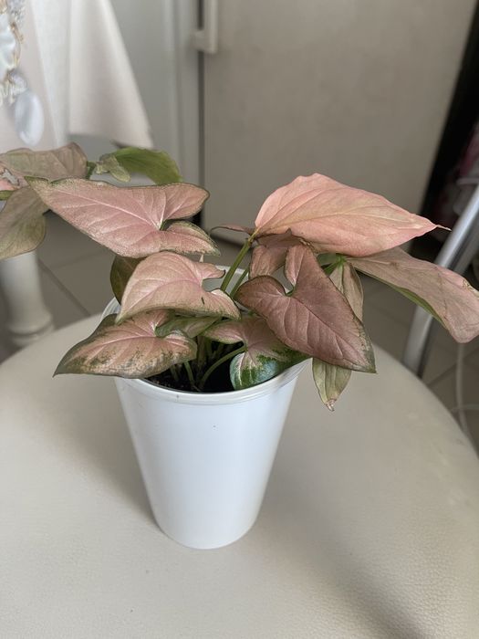 Продам комнатные цветы