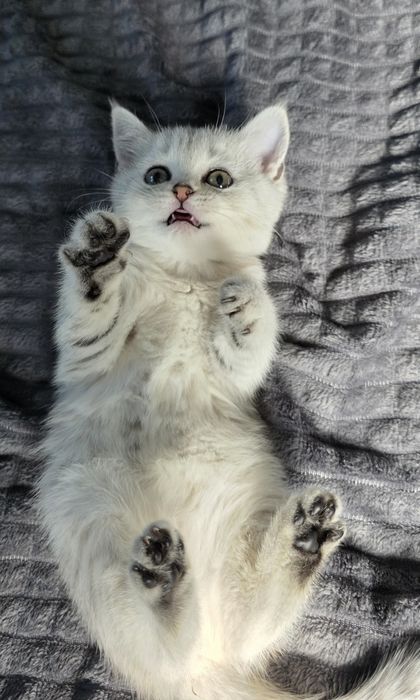 Скоттиш страйт шиншилла девочка