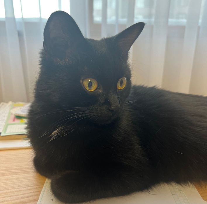 Кошка в добрые руки