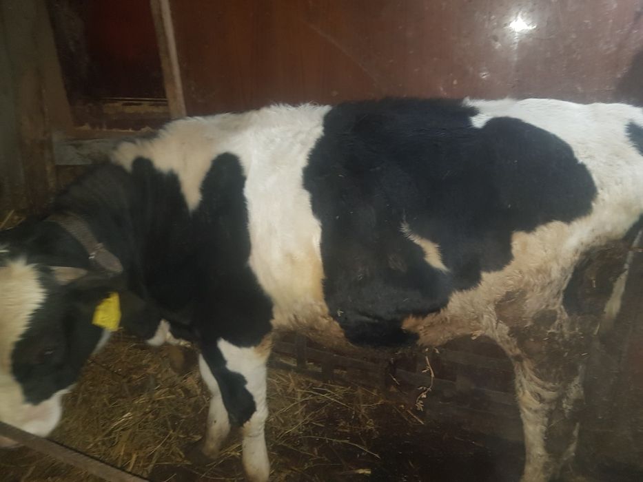 De vînzare. Pogoanele