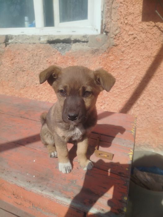 Отдам щенка девочка