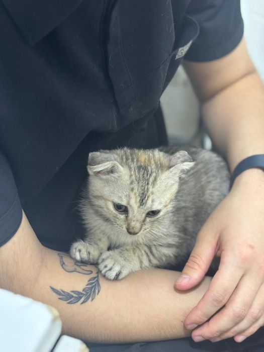 Шотландская вислоухая бесплатно