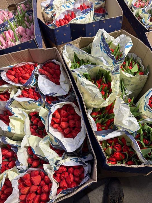 Тюльпаны, предзаказ, 700 тг