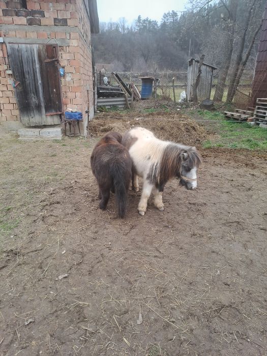 Ponei,poneite de vanzare