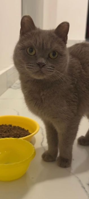 Мега ЛАСКОВАЯ Британочка!