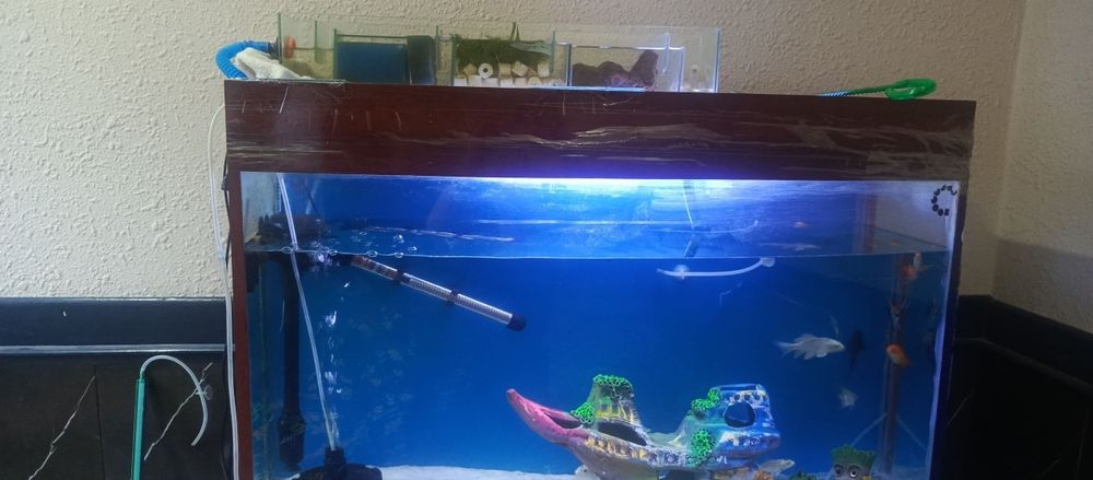 akvarium va baliqlari sotiladi