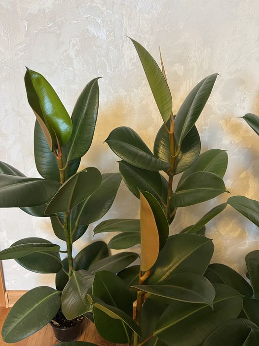 Продаи Фикус Робуста комнатный цветок