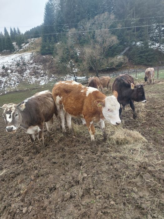 Junici baltata și bruna la alegere