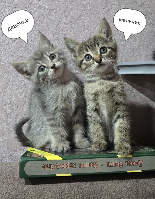 Котята шотландцы.