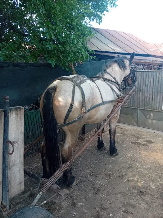 Iapă semi grea de vânzare