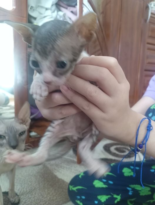 Продам котят Сфинкса