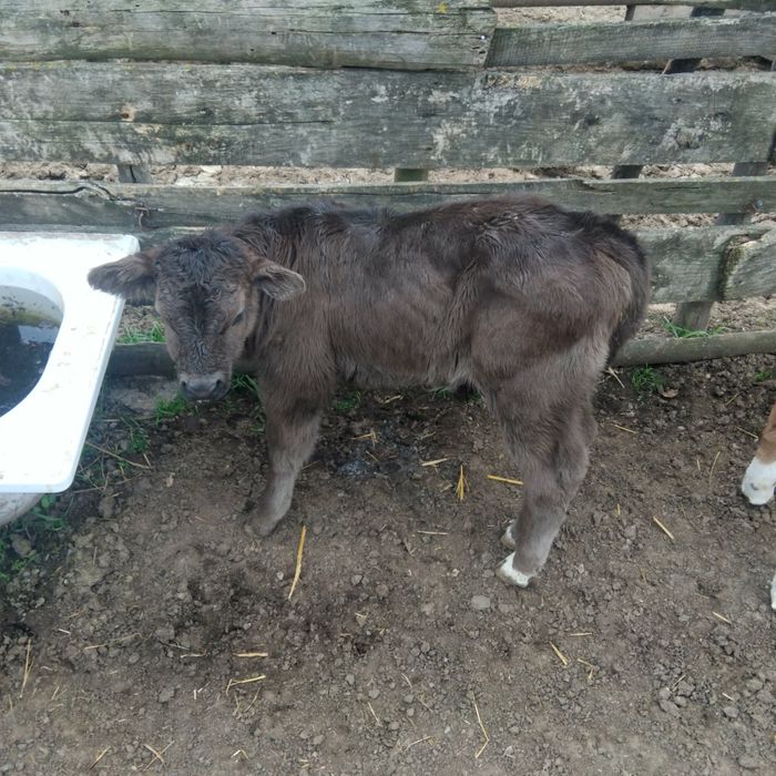 Месодайни мъжки телета