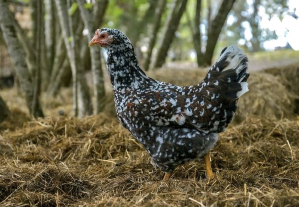 ЯЙЦА Инкубационные!