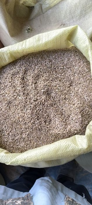 Gazoʻn urugʻ sotiladi 5 toʻnna bor narxi 10000 min