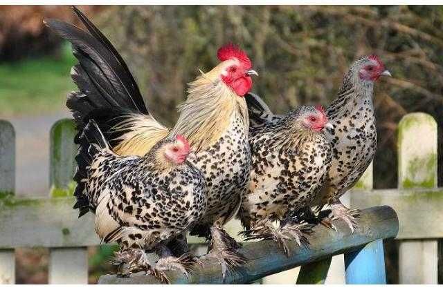 Яйцо инкубационное всех птиц