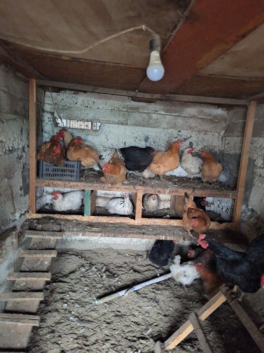 Продам домашних курей