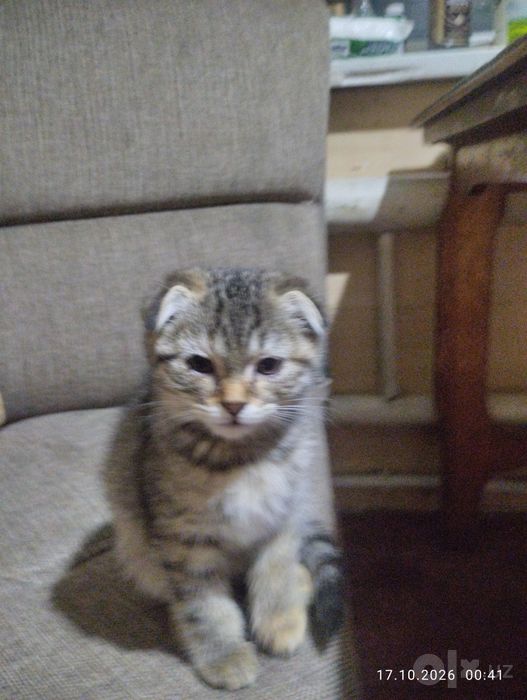 Скотиш фолд смешанный