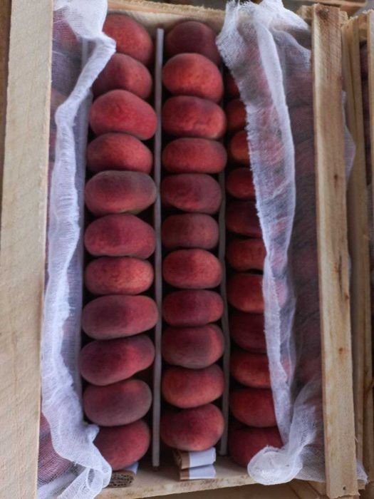 Эртаки анжир ва туксиз кизил Фантазия шафтоли кучатлари сотувда.