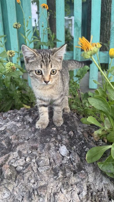 Котенок в добрые руки ( девочка )