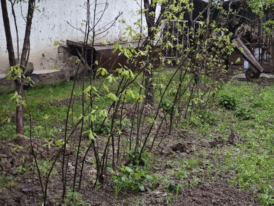 Дерево Дуб высота 1.5метр