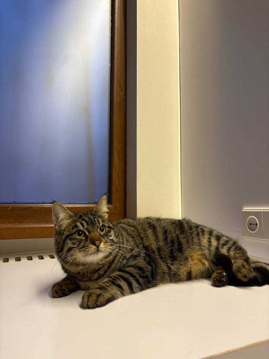 Подарю шикарного котика