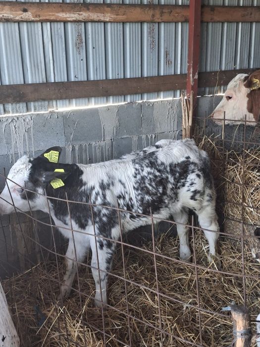 De vânzare trei masculi