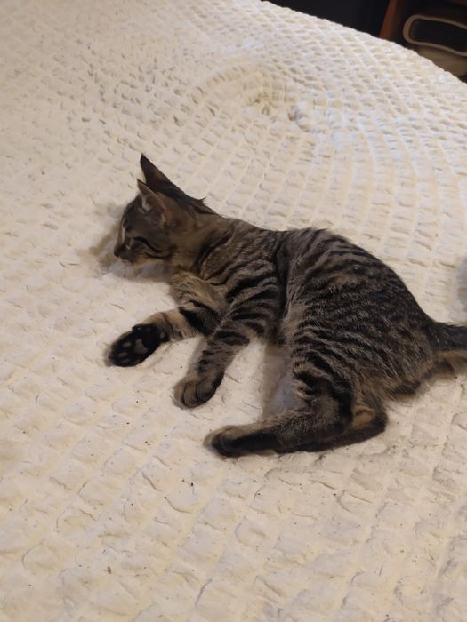 Бесплатно отдаю котят