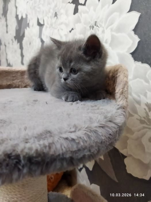 Продается шотландский котёнок