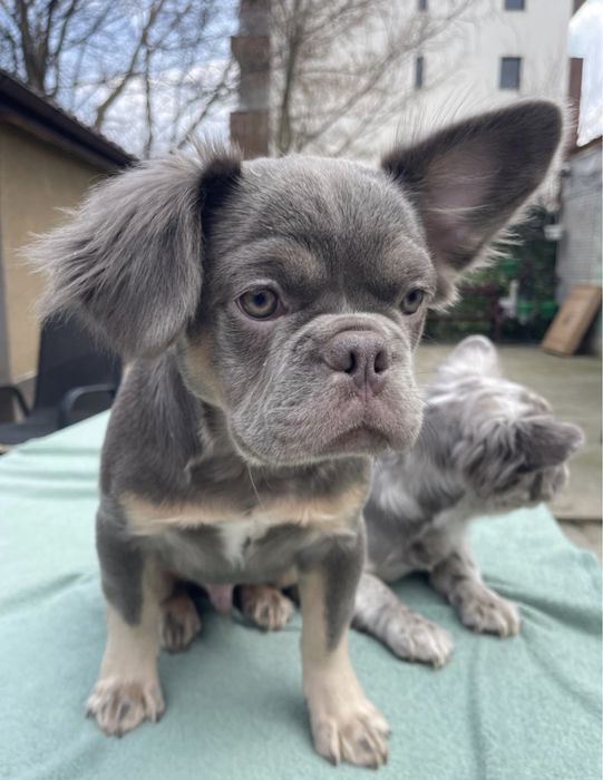 Plimbari Caini sector 1,2,3,4,5