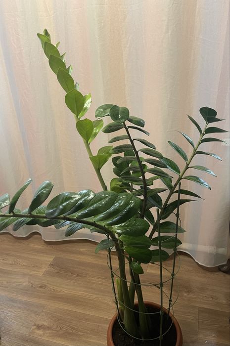 Замиакулькас (Денежное дерево).