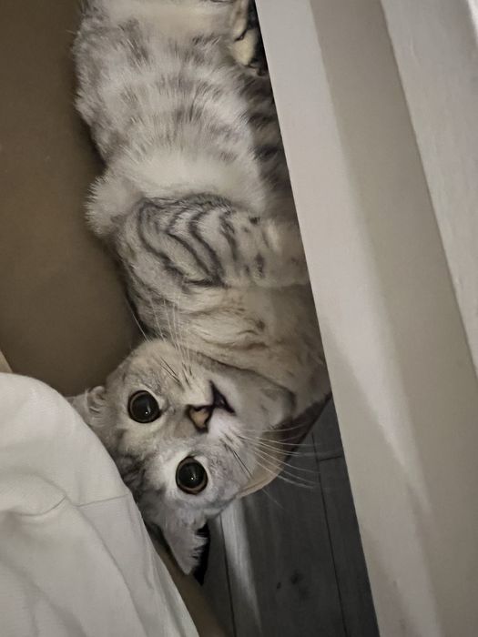 Ищем кота для вязки