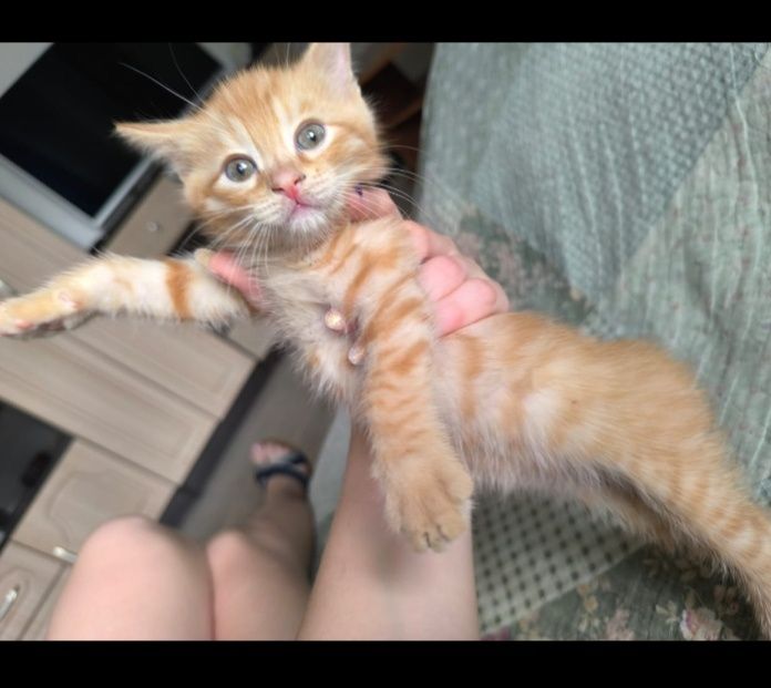 Котята 1,5 месяца, рыжие.