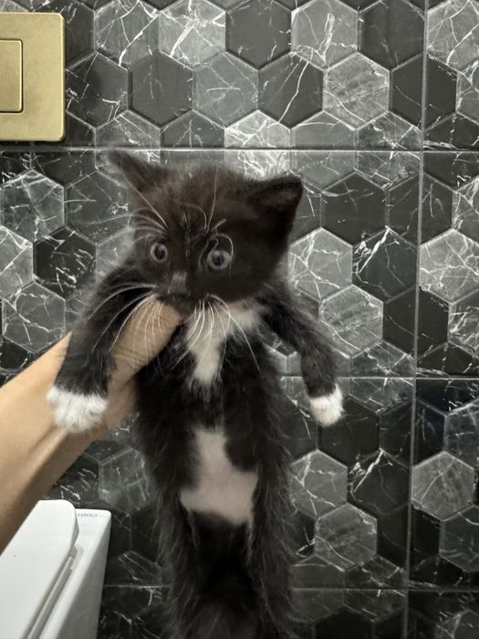 Продам кошку …. ………