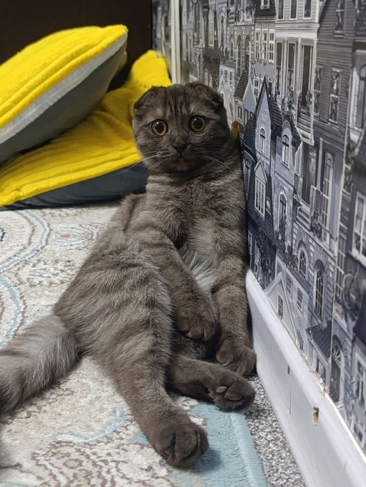 Отдам шотландскую кошечку