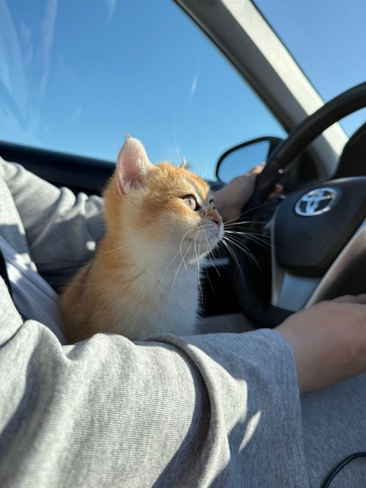 Котятa золoтыe шиншиллы для вас!